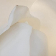 Abstract;Abstraction;Bloom;Blossom;Blossoms;Close-up;Flower;Floweret;Flowering;F